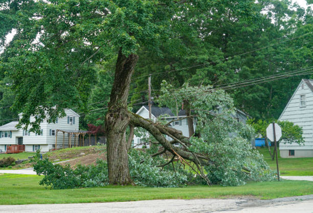 Dead Tree Removal in Irondale, AL